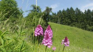 Die Pyramidenorchis (Anacamptis pyramidalis) ist ein Nutznießer des Klimawandels und breitet sich immer weiter aus.