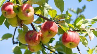 Für einen gelungenen Apfelwein braucht man vor allem eines: reife und gesunde Äpfel.