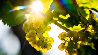 Zum ersten Mal soll in diesem Jahr ein Weinfest in Einhausen stattfinden.