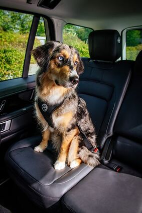 mid Groß-Gerau - Der Urlaub mit Hund wird immer beliebter, wer einige Regeln beachtet kann sich auf einen tollen Urlaub mit seinem Vierbeiner freuen.