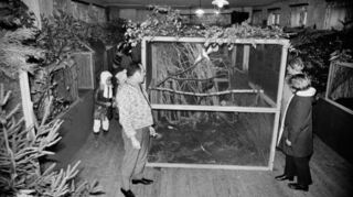 Bereits vor der Gründung der Reichenbacher Vogelschutzgruppe gab es einen Vogelliebhaberverein, der wiederholt Vögel im Saal des ehemaligen Gasthauses „Zur Riesensäule“ ausstellte. Mit auf dem Foto von 1971 ist das verstorbene Mitglied Karl Lampert.