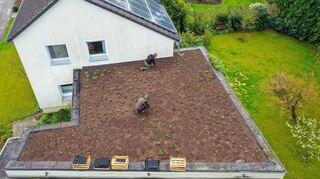 Gärtner pflanzen eine extensive Dachbegrünung. Sie ist pflegeleichter als die intensive Bepflanzung.