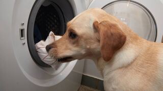 „Räum auf!“: Dieser Labrador hat verstanden, wie das Spiel funktioniert.