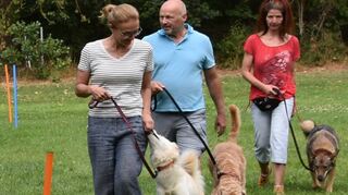 Maria Hach mit ihrer deutschen Dogge und dem zweiten Vorsitzenden Christian Albrecht (von links oben im Uhrzeigersinn), ein Duo der Junghund-Gruppe in Aktion und weitere Mitglieder der Junghund-Gruppe.