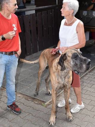 Auch die riesengroße Deutsche Dogge von Maria Hach, hier mit dem zweiten Vorsitzenden des GSV Einhausen Christian Albrecht, ist beim Turnierhundesport (THS) aktiv.