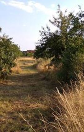 Vogelarten unterscheiden sich in den Lebensräumen, die sie benötigen. Manche bevorzugen die offene Landschaft, andere brauchen Hecken als Rückzugsorte. Hier finden sie auch die jeweiligen Insekten, die sie und ihr Nachwuchs fressen. Das Schwarzkehlchen ist ein kleiner Singvogel, der wegen der Zerstörung seines Lebensraums regional bedroht ist.