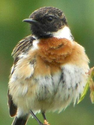 Das Schwarzkehlchen ist ein kleiner Singvogel, der wegen Zerstörung seines Lebensraums regional bedroht ist. ML/BILD: WEINBACH