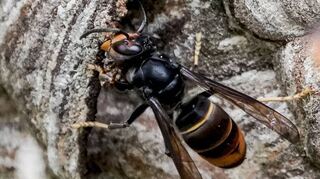 Asiatische Hornisse sind in Hessen insbesondere im Kreis Bergstraße stark verbreitet. Die Imker sind jetzt zum Monitoring aufgerufen.