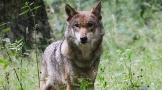 Eine ausgewachsener weiblicher Wolf.