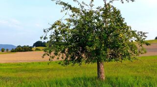 Frisches Obst aus eigenem Anbau ist immer sehr beliebt: Die Kreisverwaltung Bergstraße und der Gewässerverband Bergstraße bieten auch in diesem Jahr an, günstig Obstbäume zu erwerben.
