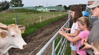Das Jungrind der italienischen Rasse Chianina zeigte Interesse an den Besuchern. Der Elektrozaun zwang beide Seiten jedoch zum Abstand halten.