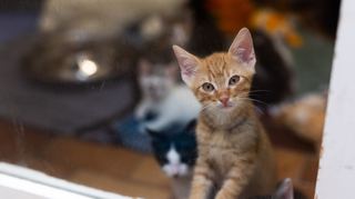 Kleine Katzen werden immer wieder in Tierheimen abgegeben.