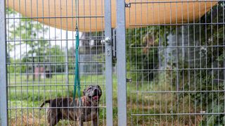 Besonders große Hunde sind schwer an neue Besitzer zu vermitteln.