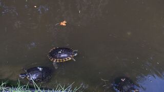 Sind in der Unterhaltung wegen gestiegener Energiekosten teuer: Wasserschildkröten.