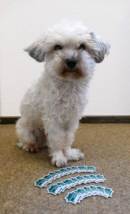 Bei der Stadtverwaltung geht man davon aus, dass in Lorsch mehr als 933 Hunde leben.