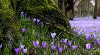 Ein Farbtupfer unter den Bäumen im Frühjahr: Krokusse. Auch andere Pflanzen mögen einen schattigen Platz.