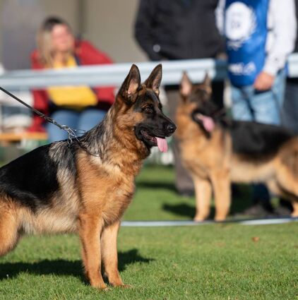 Der Lorscher Schäferhundeverein lädt im Oktober erneut zu einem Kurs für den „Hundeführerschein“ ein. Teilnehmen können aber nicht nur Schäferhunde, sondern Tiere aller Hunderassen.