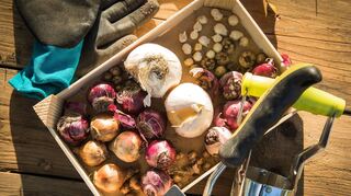 Vorbereitung fürs Frühjahr: Viele Blumenzwiebeln können im Herbst gepflanzt werden.