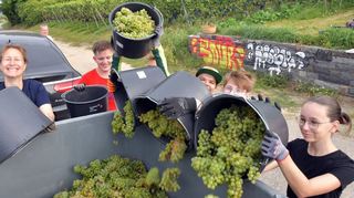 Im Eckweg lesen Schüler aus der Weinberg AG der Martin Buber Schule Trauben. Von links: Lehrerin Kristin Vettel, Timo, Philip, Viktoria, Philip, Emma.
