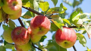 Äpfel hängen an einem Apfelbaum. Ganz so viele wie im vergangenen Jahr werden es wohl am Ende nicht sein.