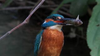 Der sehr seltene Eisvogel hat an der Weschnitz zwei Jahre hintereinander seine Jungen großgezogen. Fische als Nahrung findet er hier ausreichend.