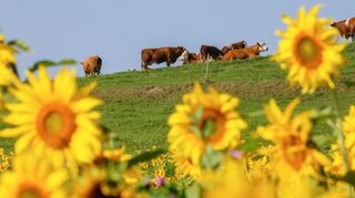 Sonnenblumen wie hier in Aulendorf lassen nicht an den Herbst denken.