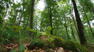 Mit dem Zustand des Waldes in Lautertal ist Revierförster Robin Töngi noch zufrieden.