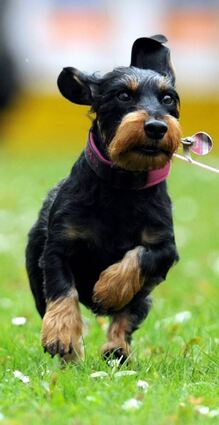 Die Stadt Bensheim plant eine Erhöhung der Hundesteuer ab Januar 2024 – bei einem Hund soll sie von aktuell 84 auf 102 Euro jährlich ansteigen.