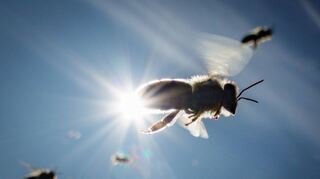 Die klimatischen Veränderungen wirken sich auch auf die Lebensqualität von Honigbienen aus.