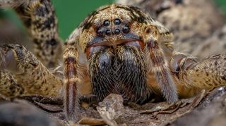 Die Nosferatuspinne ist mittlerweile auch in unserer Region angekommen. Sie und andere Artgenossen machen es sich in den kalten Monaten des Jahres vermehrt in den eigenen vier Wänden gemütlich.