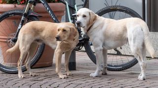 Warten aufs Herrchen – und die Hundesteuererhöhung in Bensheim. Die Abgabe soll angehoben werden.