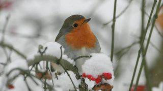 Damit Rotkehlchen, Amphibien und Insekten gut über den Winter kommen, können Hobbygärtner und solche, die es werden möchten, viele unkomplizierte Maßnahmen im eigenen Garten ergreifen.