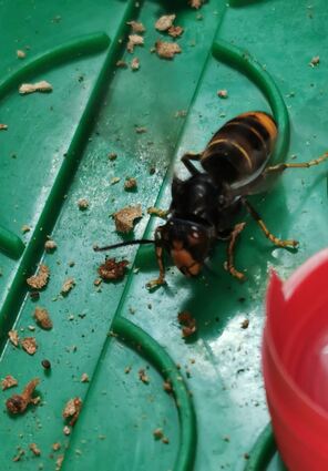 Asiatische Hornisse: orangefarbenes Gesicht, orangefarbene Zeichnung am Hinterleib, gelb-schwarze Beine.
