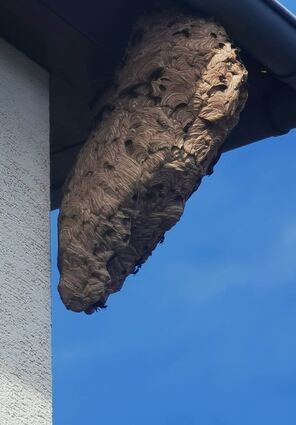 Das Nest einer Asiatischen Hornisse.