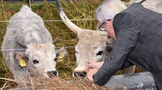 Keine Angst vor großen und kleinen Rindern zeigte Landrat Christian Engelhardt bei Übernahme der Patenschaft für das Kalb Liesel, links, und dessen Mutter Donna – zwei Graurinder, die er mit einer Scheibe Brot fütterte.