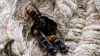 Asiatische Hornissen (Vespa velutina nigrithorax) sammeln sich an einem Ausgang ihres Nestes.
