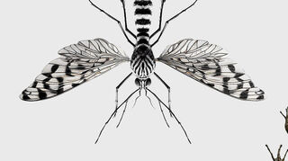 Tigermücke, Kaliko-Krebs und Laubholzkäfer sind die neuen Bewohner in unserer Atmosphäre - und sie bergen mehr Gefahren, als uns lieb sein können.