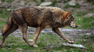 Streift derzeit ein Wolf durch die Wälder im Odenwald? In Fürth Steinbach wurde ein Schaf gerissen, in Brombach ist sich eine Bewohnerin – wie berichtet – sicher, ein Exemplar mit eigenen Augen gesichtet zu haben.