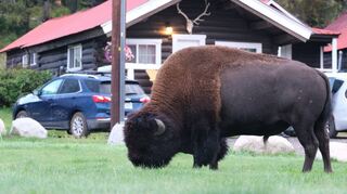 Bei seiner Reise durch den US-Bundesstaat Montana hatte Werner Hombeuel auch Bisons vor der Kamera.