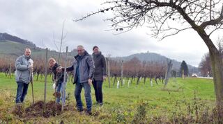 Der Weinbauverband Hessische Bergstraße hat neue Mandel- und Pfirsichbäume gespendet. Helmut Antes, Charlotte Freiberger-Rabold, Otto Guthier und Lisa Jung (von links) pflanzen einen Mandelbaum in der Lage Stemmler.