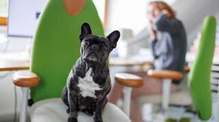 Die Französische Bulldogge Klärchen sorgt in der Nürnberger Werbeagentur media4nature bei den Beschäftigten für Wohlfühlatmosphäre.