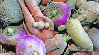 <p>Dreibeinige Möhren, oval gewachsene Rübchen, knollennasige Kartoffeln - als "Culinary Misfits" ist Gemüse, das nicht der Norm entspricht, begehrt.</p>