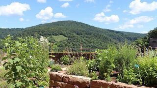 Duftende Zeitreise: Der Apothekengarten am Heidelberger Schloss bietet mit zehn Beeten und über 150 Pflanzenarten einen duftenden und blühenden Einblick zu Pflanzen, die in der Renaissance als Heilmittel eingesetzt wurden.
