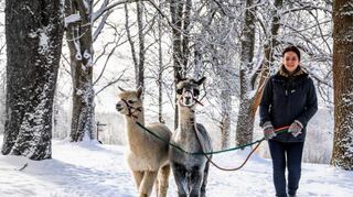 Mit den flauschigen Alpakas den Bayerischen Wald erkunden.