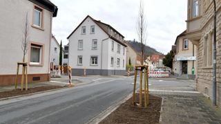 Neue Bäume an der Bahnhofstraße: Statt gefällten Ahornbäumen wurden jetzt Säulenhainbäume gepflanzt, hier in Richtung „In der Krone“ im Osten fotografiert.