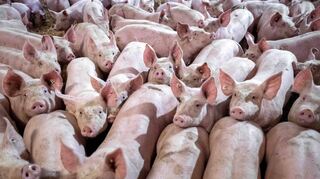 Das neue staatliche Tierhaltungslogo soll voraussichtlich 2025 zunächst für Schweinefleisch eingeführt werden.