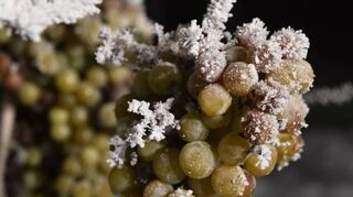 Die frostigen Temperaturen ermöglichten in den vergangenen Tagen die Lese von Eiswein.
