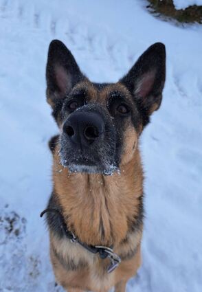 Der beste Freund des Menschen bringt viel Freude in den Alltag. Hunde kosten Besitzerinnen und Besitzer nicht nur viel Energie in der Erziehung – sondern je nach Kommune auch unterschiedlich hohe Steuern.