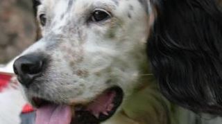 Hundehalter müssen in der Regel Steuern zahlen.