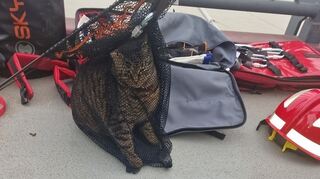 Katze Kitty nach der Aktion in Ladenburg.